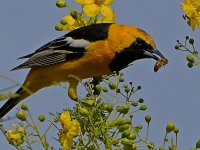 Oriole4.jpg