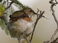 Nest2.jpg