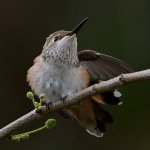 Hummer7.jpg