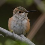 Hummer9.jpg