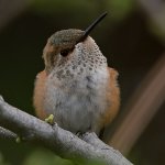 Hummer10.jpg