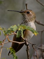 Hummer27.jpg