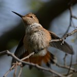 Hummer46.jpg