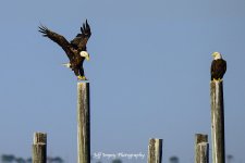 _DSC7217.jpg