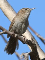 Wren2.jpg