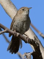 Wren3.jpg