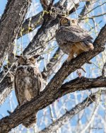 TwinLakesOwls-301.jpg