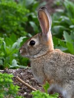 Rabbit2.jpg