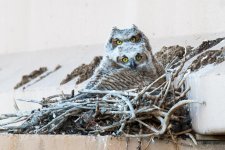 VistaOwls-358.jpg