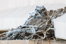 VistaOwls-359.jpg