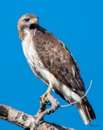 RedTail-358.jpg