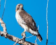 RedTail-360.jpg
