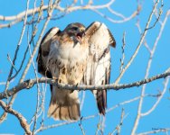 RedTail-361.jpg