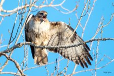 RedTail-362.jpg