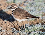 Killdeer-326.jpg