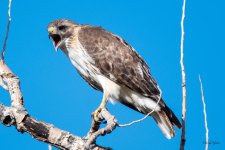RedTail-359.jpg