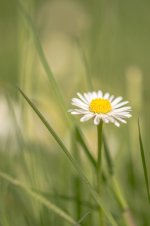 Daisy.jpg