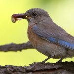 Bluebird2.jpg