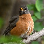 Robin4.jpg