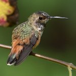 Hummer32.jpg