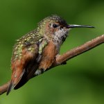 Hummer54.jpg