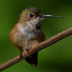 Hummer58.jpg