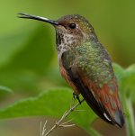 Hummer59.jpg
