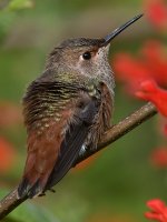 Hummer66.jpg
