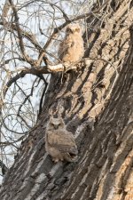ErieOwls-300.jpg