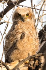ErieOwls-301.jpg