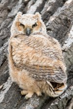 ErieOwls-302.jpg