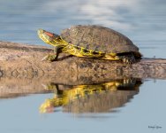 PaintedTurtle-301.jpg