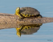 PaintedTurtle-302.jpg
