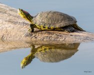 PaintedTurtle-303.jpg