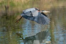 GBHFlight-365.jpg