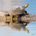 PaintedTurtle-300.jpg