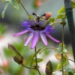 Passiflora2.jpg