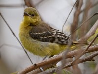 Oriole14.jpg