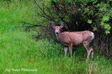 DSC_5251.jpg