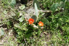 750_0249-ab.jpg