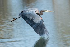 GBHFlight-375.jpg
