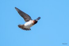 SwallowFlight-300.jpg