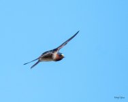 SwallowFlight-301.jpg