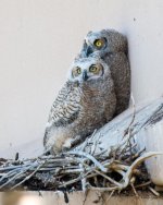 VistaOwls-340.jpg