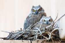 VistaOwls-344.jpg