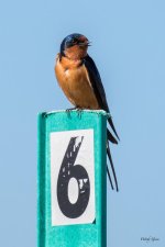 BarnSwallow-300.jpg