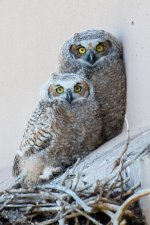 VistaOwls-341.jpg