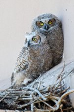 VistaOwls-342.jpg
