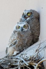 VistaOwls-343.jpg