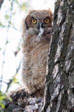 OwlFledgeEats-304.jpg